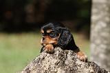 CAVALIER KING CHARLES 589